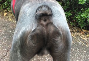 パーちゃんの持ってる輪廻眼の術 パーちゃんの持ってる輪廻眼の術