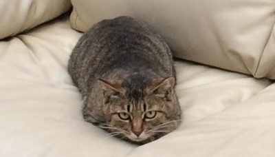 自来也さん 自来也さん