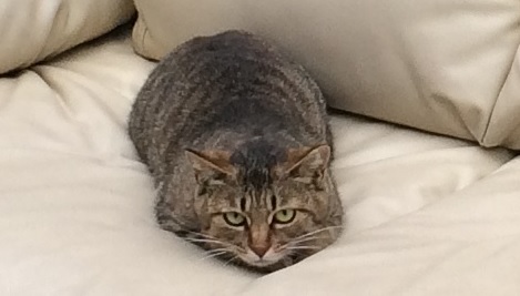 自来也さん 自来也さん