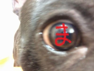 パーちゃんの持ってる万華鏡写輪眼の術 パーちゃんの持ってる万華鏡写輪眼の術