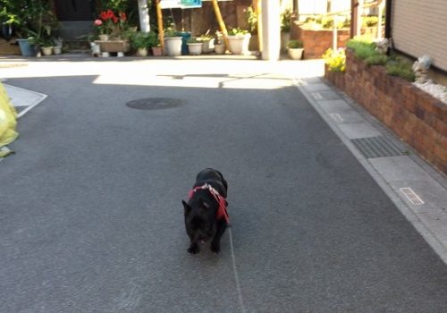 5月の朝のすんちゃん 5月の朝のすんちゃん